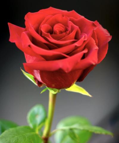 গোলাপ গাছের পরিচর্যা 