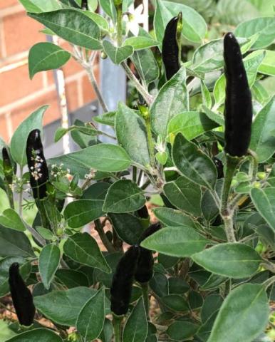 কালো শয়তান কাঁচা মরিচ - Black Devil 