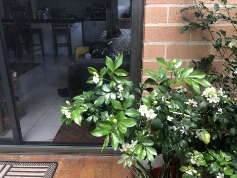 কামিনী ফুল 