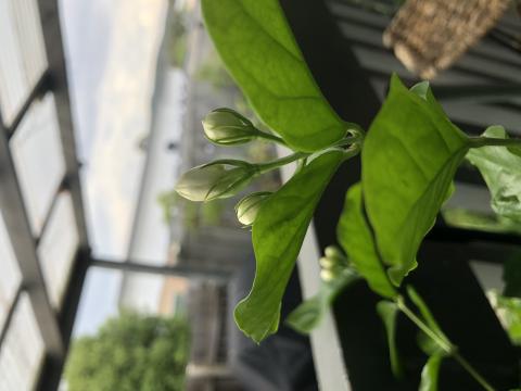 বেলি ফুল 