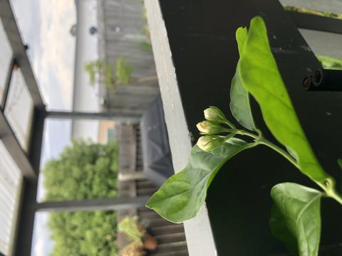 বেলী ফুল 