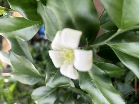 কামিনী ফুল 