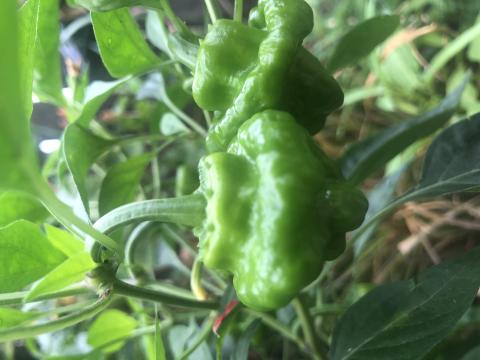 নাগা মরিচ বা বোম্বাই মরিচ 