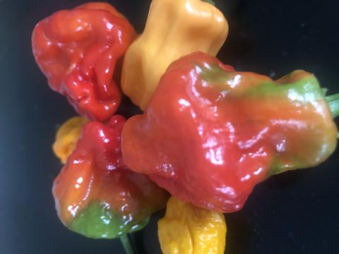 নাগা মরিচ বা বোম্বাই মরিচ 