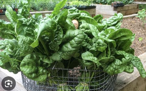 পালং শাক