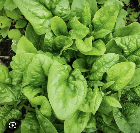 পালং শাক 