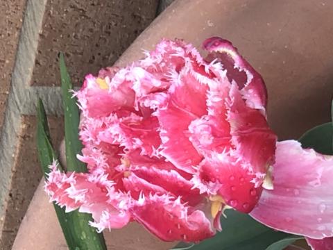 টিউলিপ 