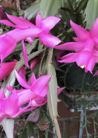 জাইগো ক্যাটাস 